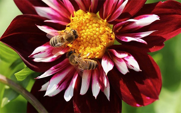 La extinci&oacute;n de las abejas, otro reto para la humanidad