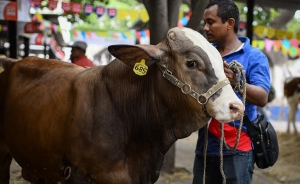 L&iacute;nea especial de cr&eacute;dito para retenci&oacute;n de vientres va bien