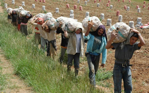 Crisis de 2020 pas&oacute; de agache, reportan alt&iacute;simas importaciones de papa