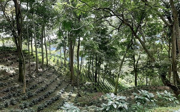 Cafeteros expresan solidaridad con colombianos afectados por ola invernal