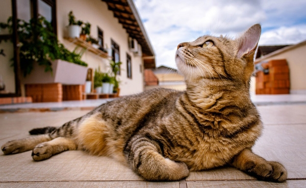 &iquest;C&oacute;mo viajar con tu mascota en esta temporada de vacaciones?