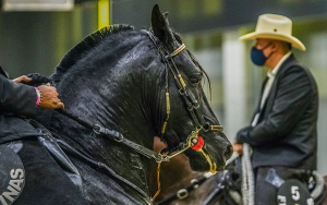 Sector equino colombiano mueve anualmente $6 billones