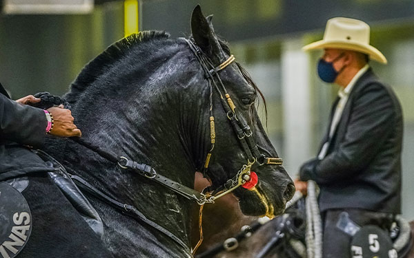 Sector equino colombiano mueve anualmente $6 billones