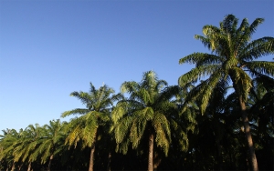 Anuncian plan para combatir la Pudrici&oacute;n del cogollo en el Magdalena