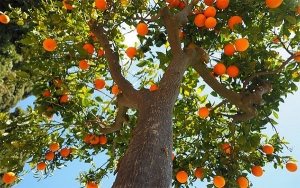 Agricultura local no puede seguir cosechando tragedia: Asohofrucol