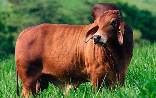 Exportaciones colombianas de carne alcanzar&iacute;an los US$500 millones: Fedeg&aacute;n