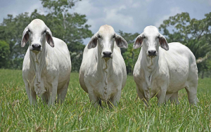 Todo preparado para segundo remate ganadero en San Luis de Gaceno