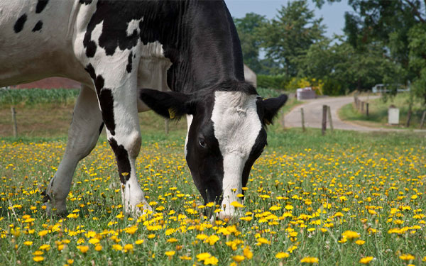 Leche, producto primordial en la dieta de las familias colombianas