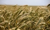 OCDE propone revolc&oacute;n agr&iacute;cola por la competitividad