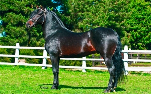 Caballos en Colombia, encanto, potencia, gen&eacute;tica y desarrollo al trote