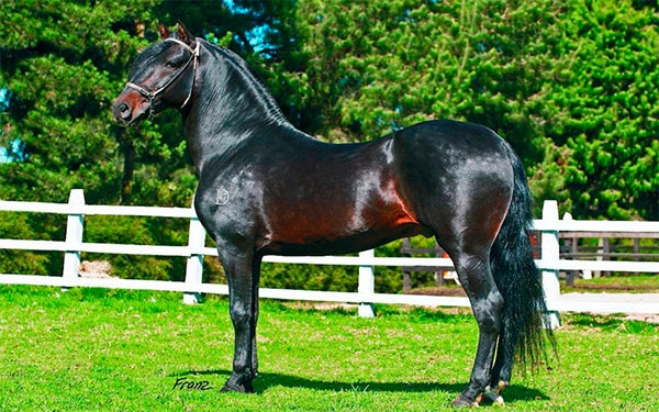Caballos en Colombia, encanto, potencia, gen&eacute;tica y desarrollo al trote