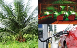 Fedepalma considera positivo reciente incremento de mezcla de biodi&eacute;sel