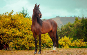 Deshidrataci&oacute;n severa, un mal que ataca el 40% de equinos de exposici&oacute;n