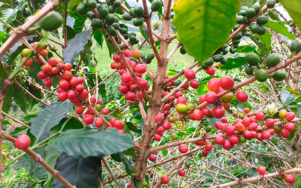 Impacto de cosecha cafetera en Brasil podr&aacute; evaluarse en dos meses