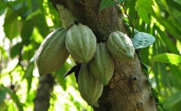 Fedecacao pide no usar precios del cacao en campa&ntilde;a pol&iacute;tica