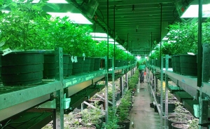 Piden legalizar cultivo de marihuana para combatir narcopol&iacute;tica en Paraguay