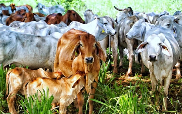 Din&aacute;mica en mercado bovino: Catar abre las puertas a la carne colombiana
