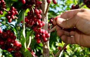 MinAgricultura ofrece nuevas alternativas de cr&eacute;dito a los cafeteros