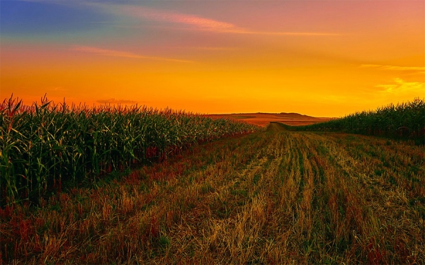 Regiones y productores piden renegociar TLC para evitar quiebra rural