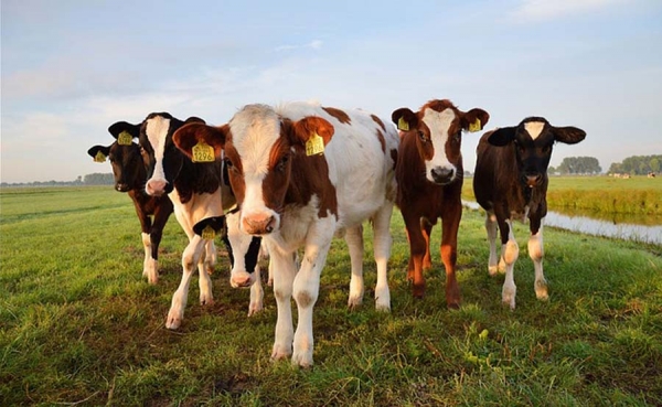 M&aacute;s de 666 mil animales han sido evaluados en todo el pa&iacute;s