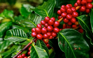 En el Risaralda la caficultura resurgi&oacute; y est&aacute; pagando deudas