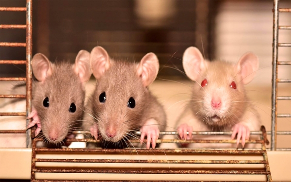 Nueva York, cerca de obtener un arma secreta contra las ratas