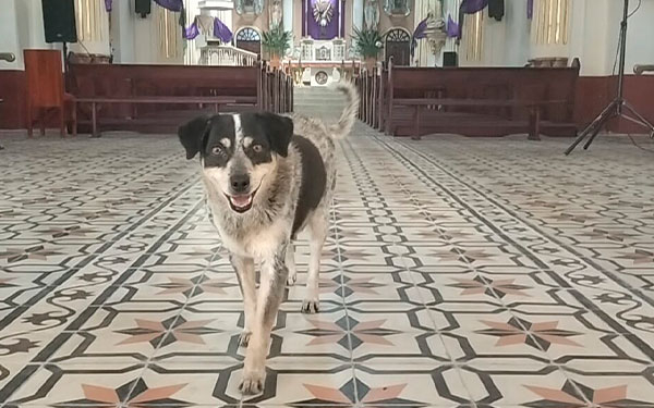 Rezandera, el patrimonio canino que se matricul&oacute; en la historia de Guayat&aacute;