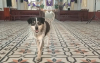 Rezandera, el patrimonio canino que se matricul&oacute; en la historia de Guayat&aacute;
