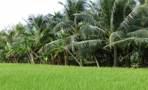 Precios del arroz por debajo a los de 2004: Fedearroz