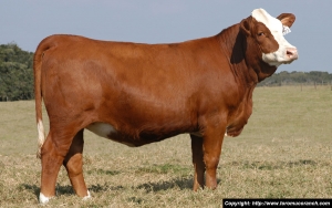 Colombia fue elegida en Junta Directiva de Federaci&oacute;n Mundial Simmental