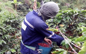 Producci&oacute;n de caf&eacute; de Colombia cae 22% en julio