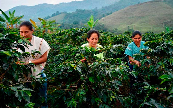 Sin precedentes: Sector cafetero estrena pol&iacute;tica de equidad de g&eacute;nero