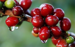 Producci&oacute;n cafetera sigue en aumento dice Fedecaf&eacute;