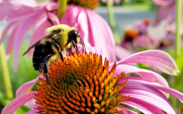 Alerta roja en el ecosistema: Agricultura est&aacute; matando abejas y colibr&iacute;s