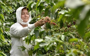 Cafeteros y Nespresso rinden homenaje a las caficultoras colombianas