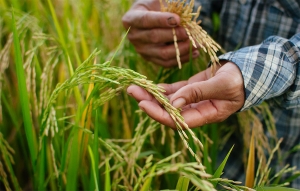 MinAgricultura logr&oacute; la admisibilidad del arroz colombiano a Ecuador