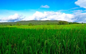 Arroceros en alerta por eventual bajonazo de aranceles