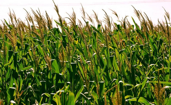 Colombia desarrolla m&eacute;todo para reducir impacto cambio clim&aacute;tico en cultivos