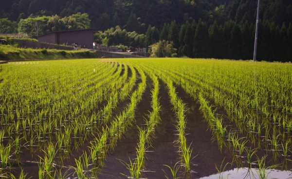 &Aacute;rea sembrada de arroz creci&oacute; 21 % en 2015