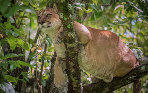 Ampl&iacute;an zona protegida del Distrito &aacute;rea del San Juan