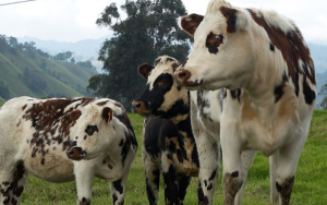 Normando, potencia gen&eacute;tica y alternativa para mejorar el hato