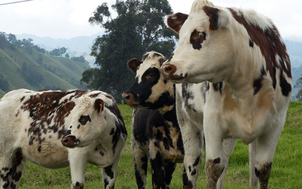 Normando, potencia gen&eacute;tica y alternativa para mejorar el hato