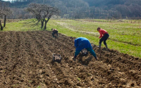 Semillas autorizadas garantizan campo pr&oacute;spero: ICA y Acosemillas