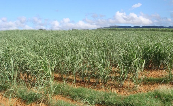 CGT dice que castigar ingenios azucareros implica acabar con esa industria