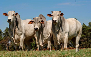 Mejoramiento gen&eacute;tico, de vacas sagradas a razas consagradas: Ficeb&uacute;