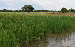 Arroceros demandan apoyo, temen perder su patrimonio