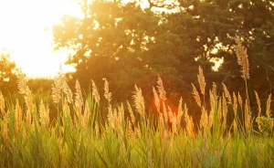 Con trabajo, compromiso y est&iacute;mulos llegar&aacute; el milagro al campo colombiano