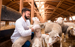Profesionales del agro podr&aacute;n especializarse en producci&oacute;n animal