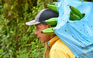 Valle Agro, el proyecto que convierte campesinos en empresarios