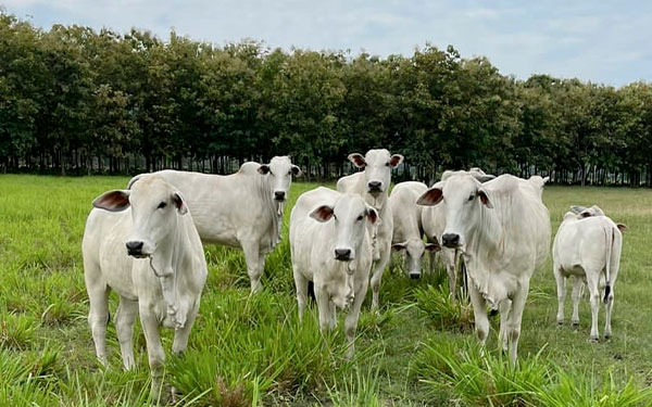 Miedo, el freno para hacer o sostener empresas de agro: Catalina Restrepo